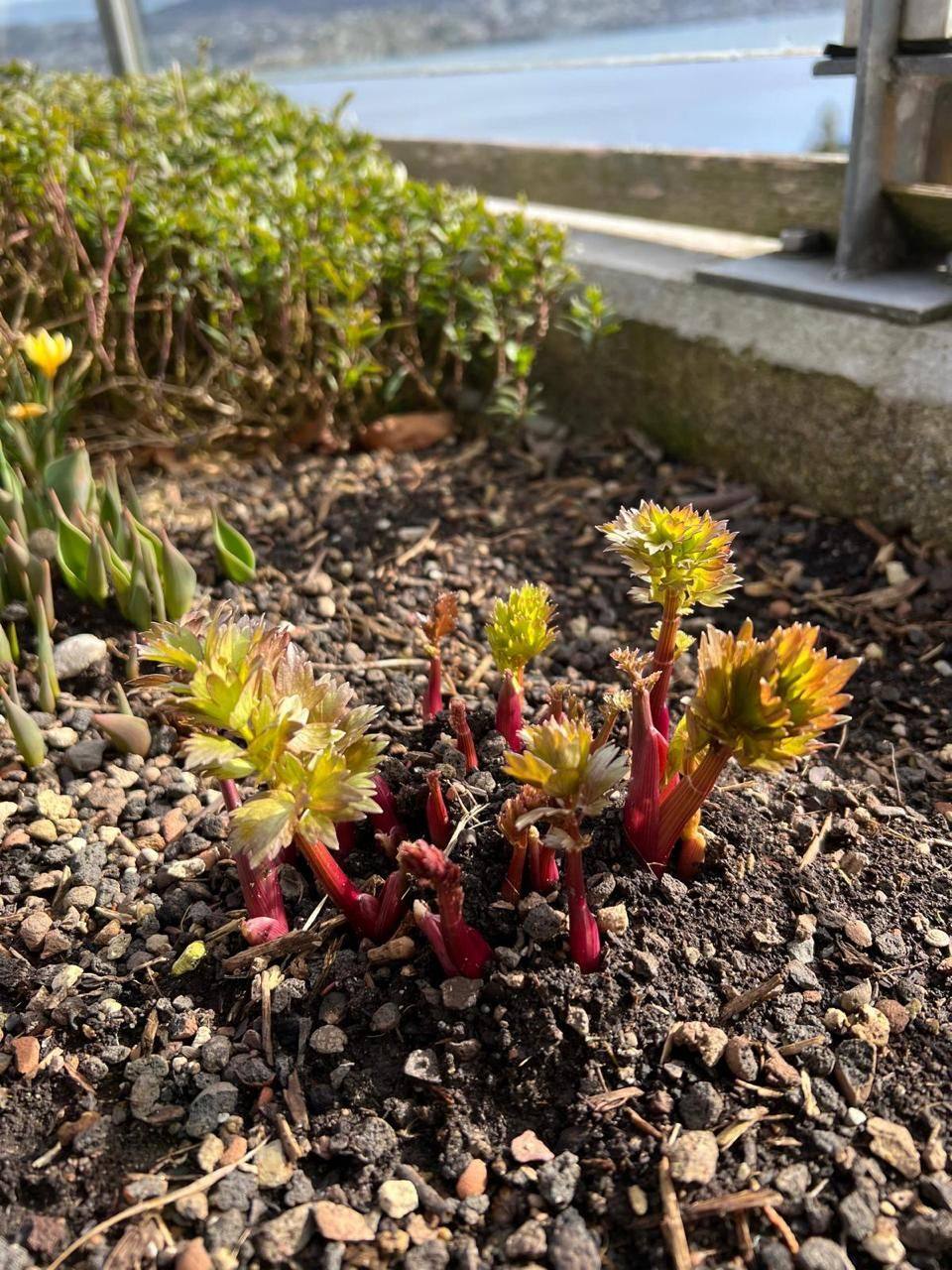 Rote Pfingstrosen-Triebe in einem Steinbeet