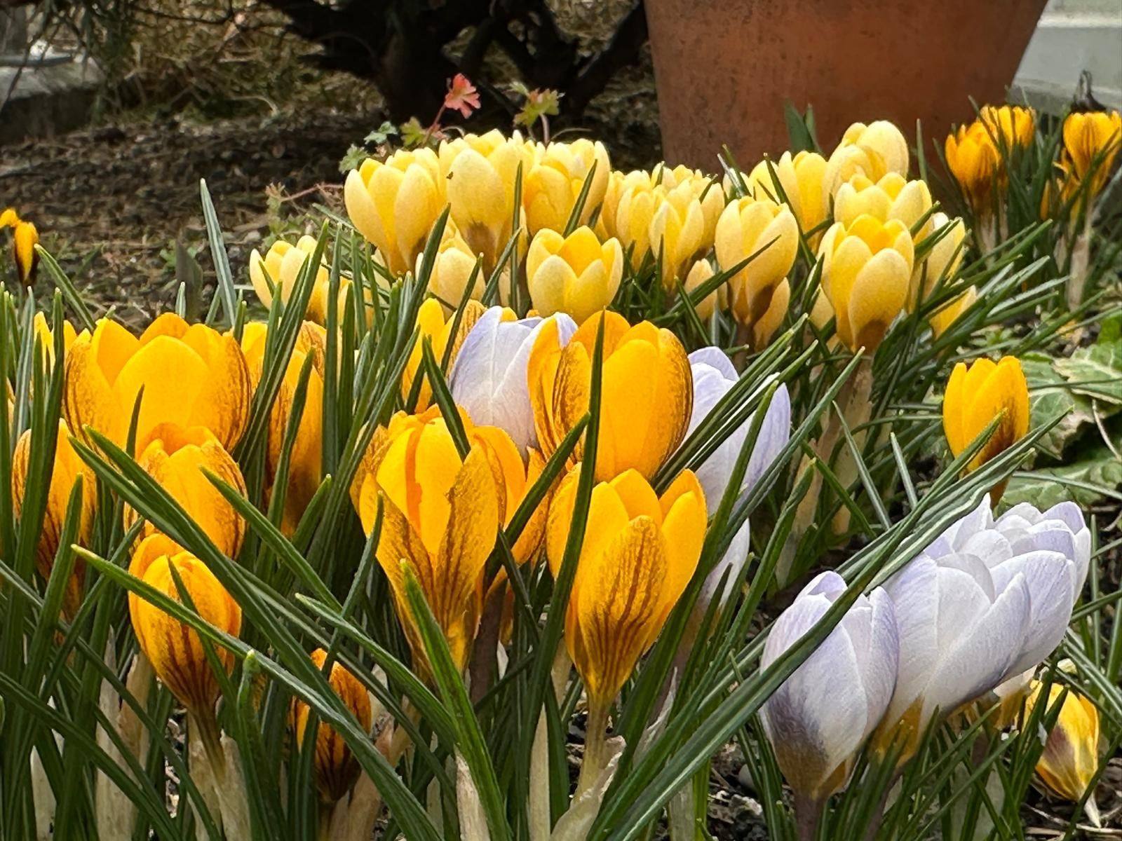 Gelbe und weisse Krokusse
