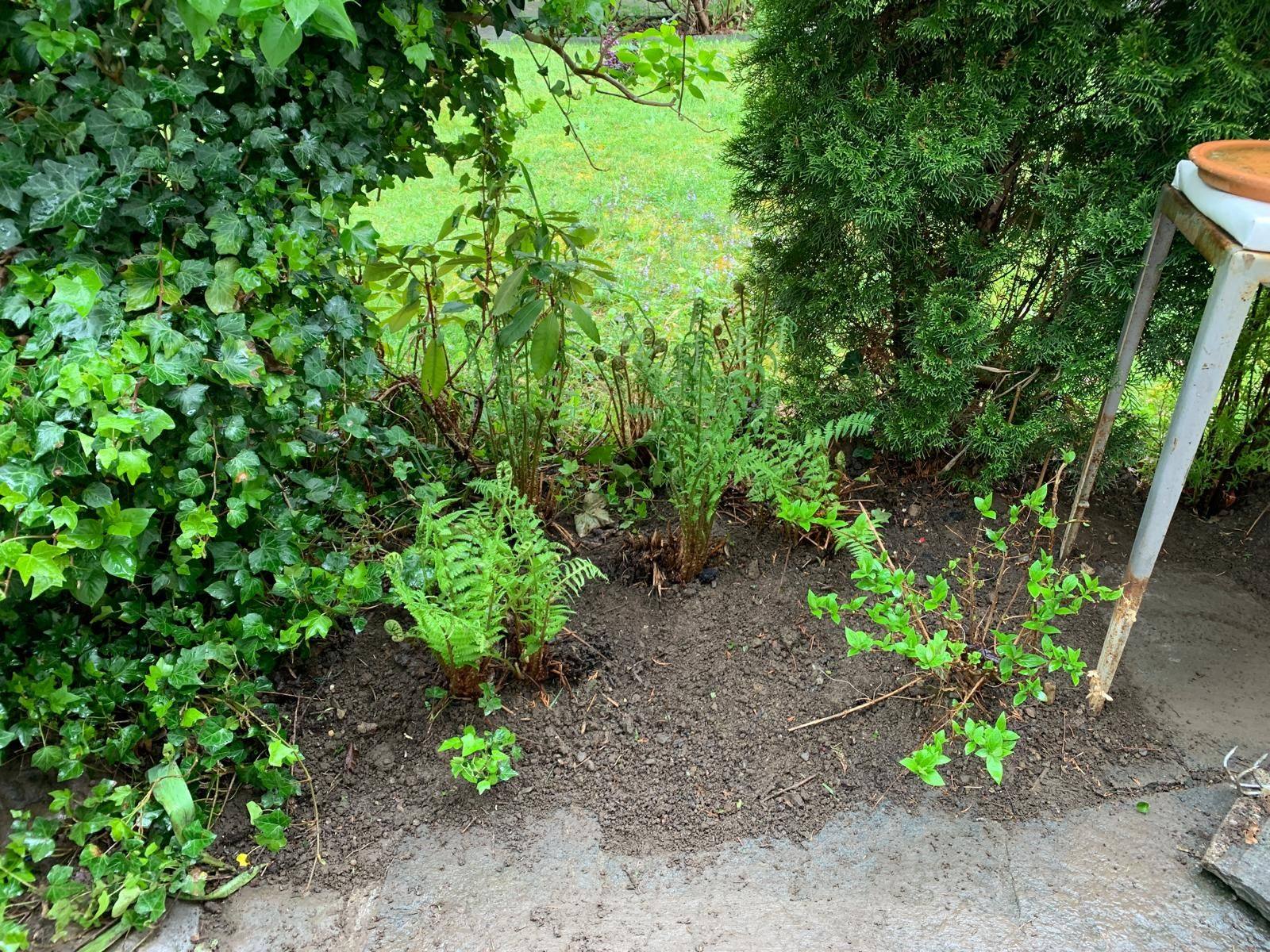 Neu gesetzte Pflanzen unter einer Hecke auf offener Erde